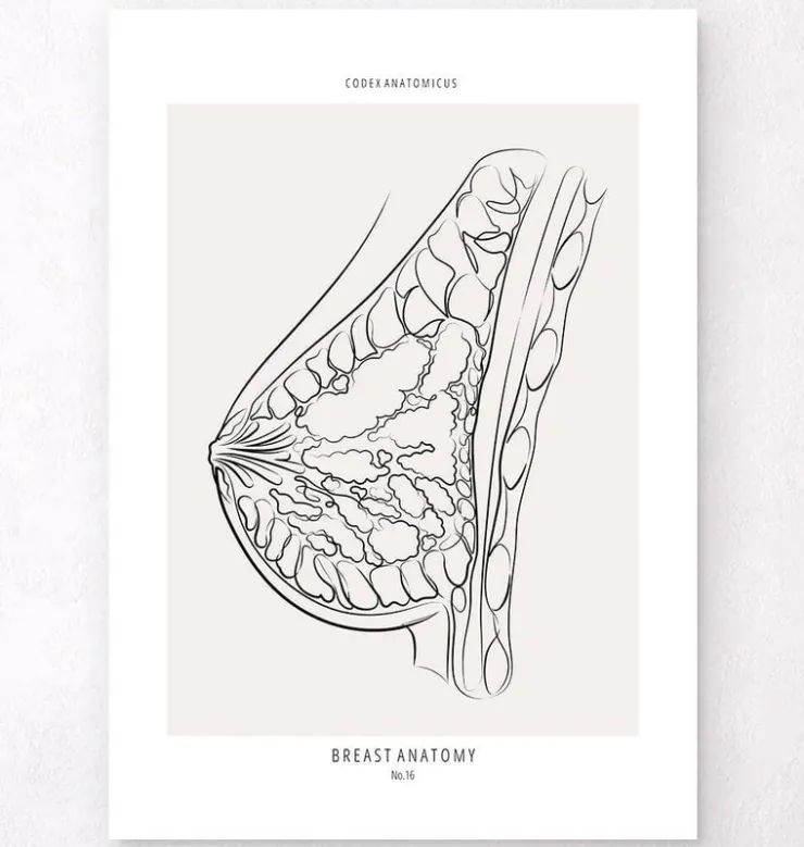 Brust Anatomie - Line-Art | Codex Anatomicus Online