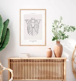 Brustkorb Anatomie - Anatomie Art | Codex Anatomicus Online