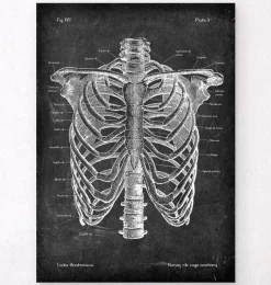 Brustkorb Anatomie - Chalkboard | Codex Anatomicus Discount