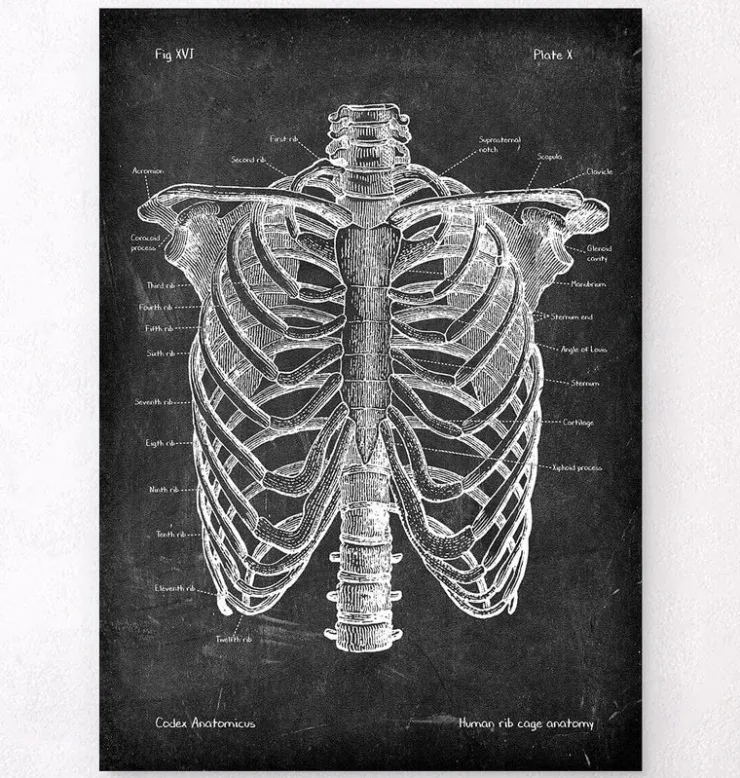 Brustkorb Anatomie - Chalkboard | Codex Anatomicus Discount