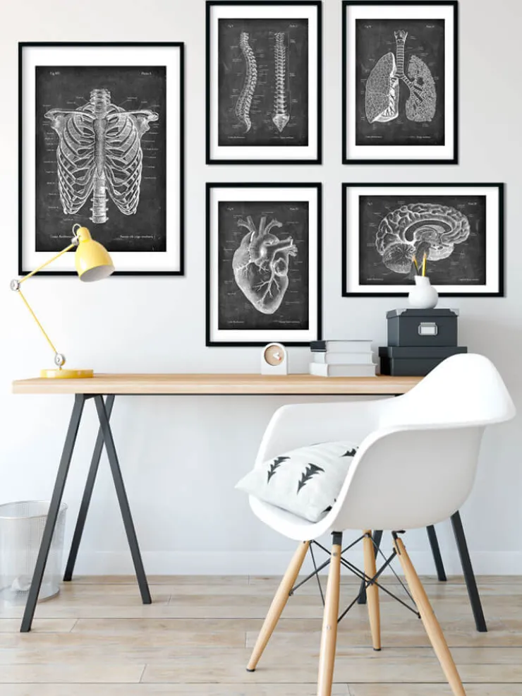 Brustkorb Anatomie - Chalkboard | Codex Anatomicus Discount