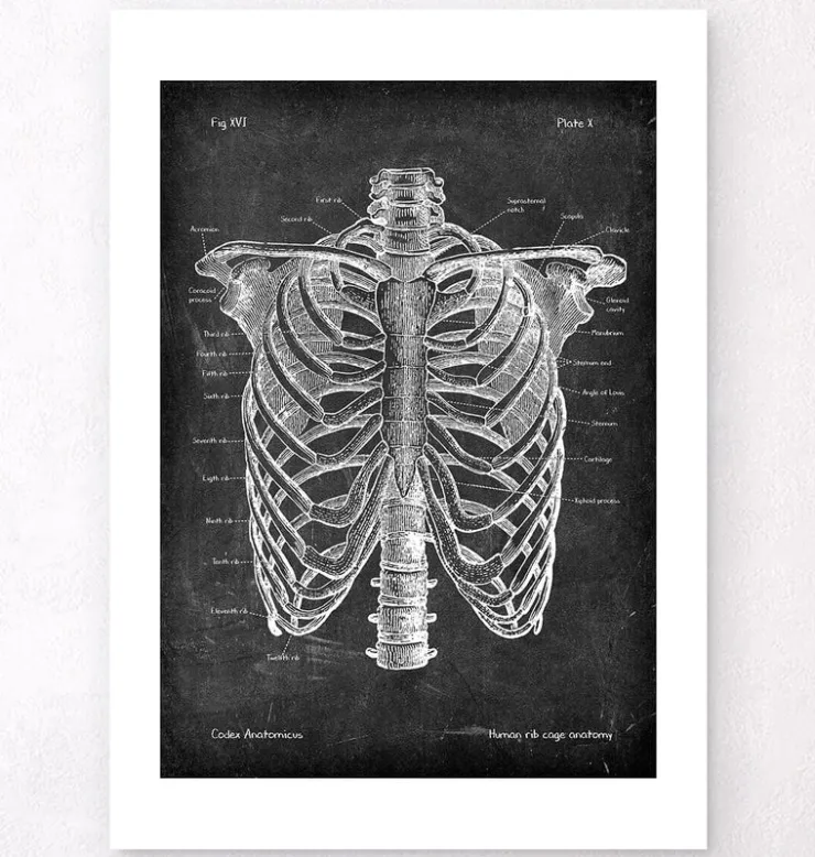 Brustkorb Anatomie - Chalkboard | Codex Anatomicus Discount