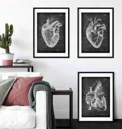 Chalkboard Herz Anatomie - 3er Set | Codex Anatomicus Online