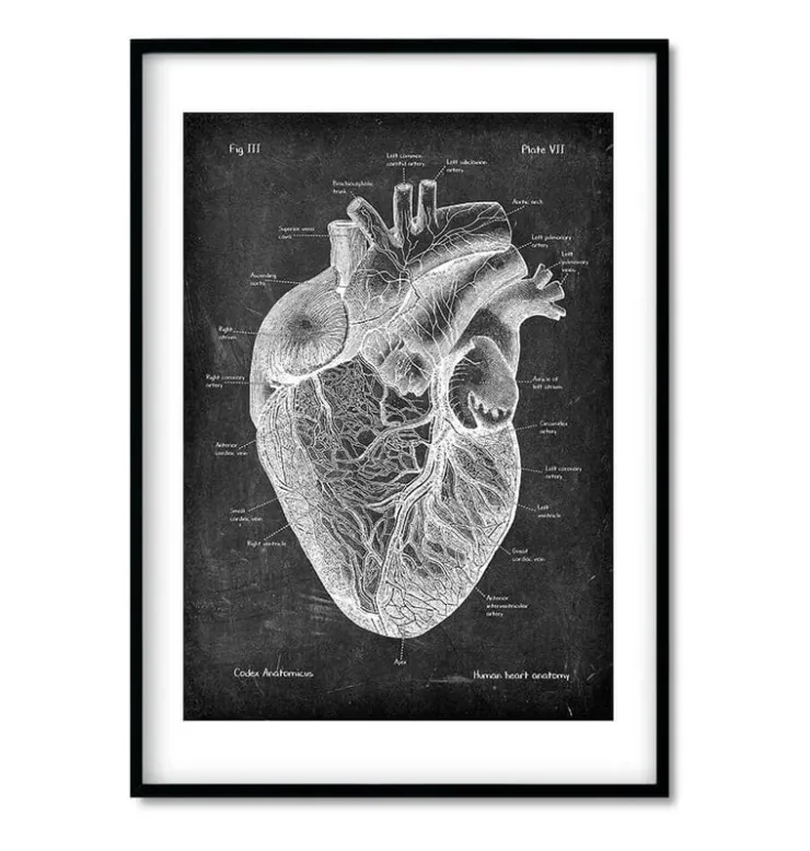 Chalkboard Herz Anatomie - 3er Set | Codex Anatomicus Online