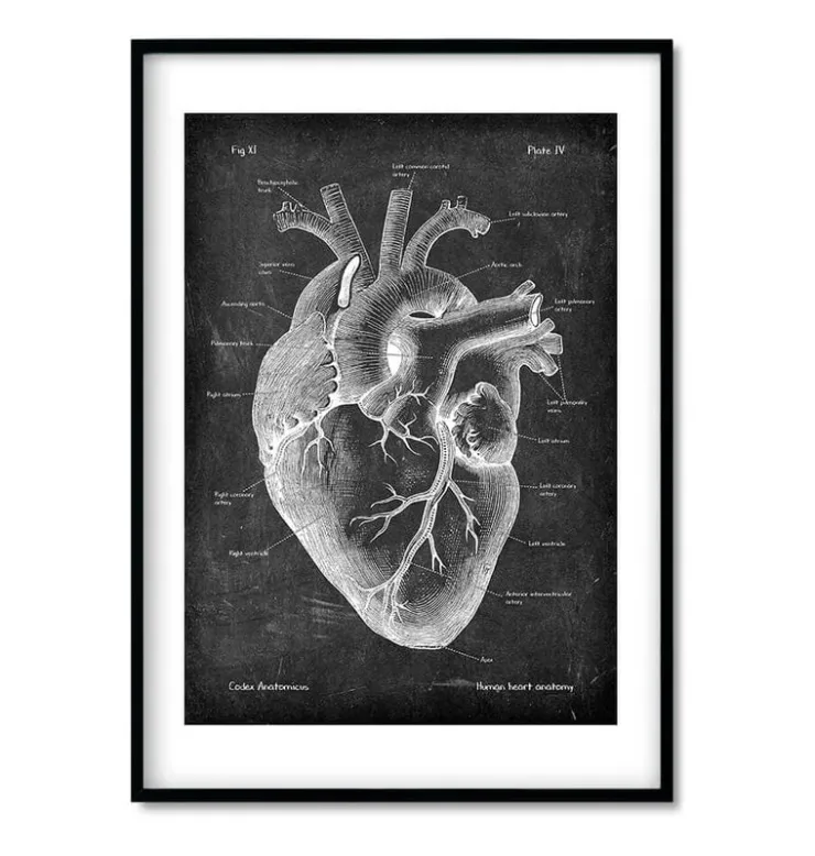 Chalkboard Herz Anatomie - 3er Set | Codex Anatomicus Online
