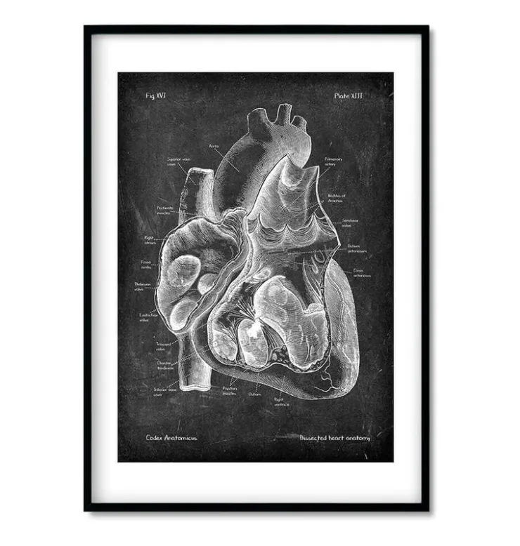 Chalkboard Herz Anatomie - 3er Set | Codex Anatomicus Online