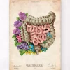 Darmanatomie - Floral - Vintage | Codex Anatomicus Clearance