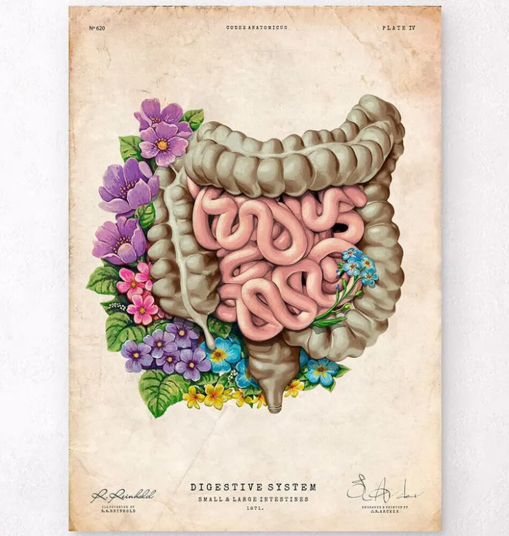 Darmanatomie - Floral - Vintage | Codex Anatomicus Clearance