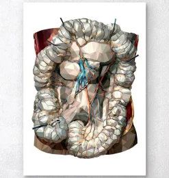 Darms Anatomie - Gometrischen | Codex Anatomicus New