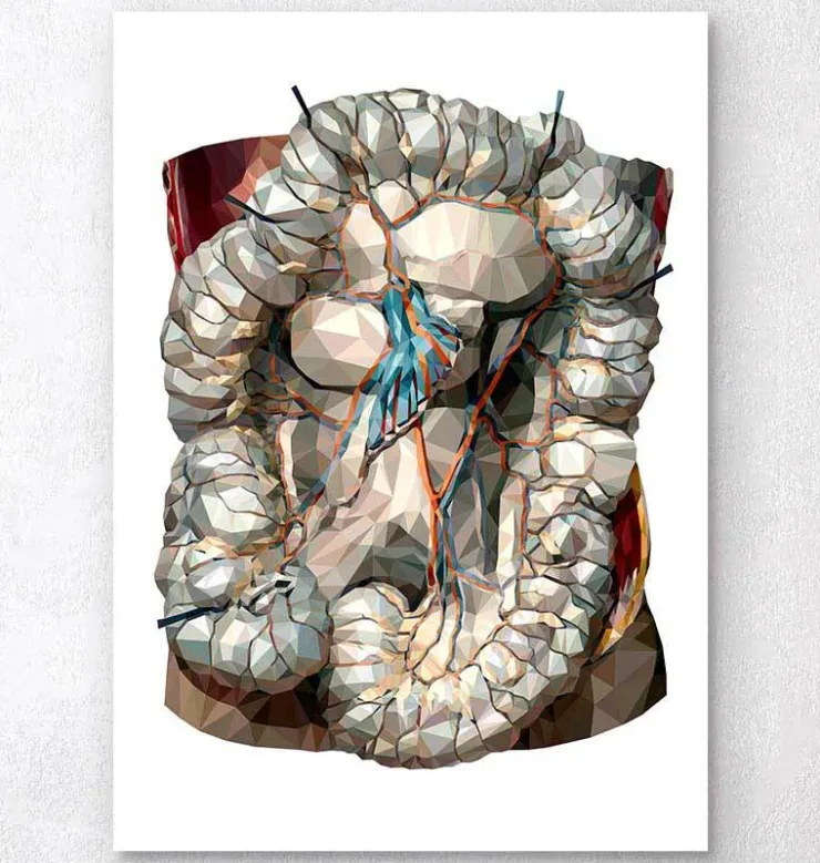 Darms Anatomie - Gometrischen | Codex Anatomicus New