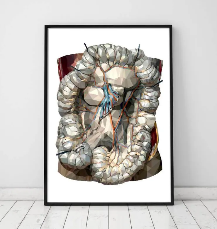 Darms Anatomie - Gometrischen | Codex Anatomicus New
