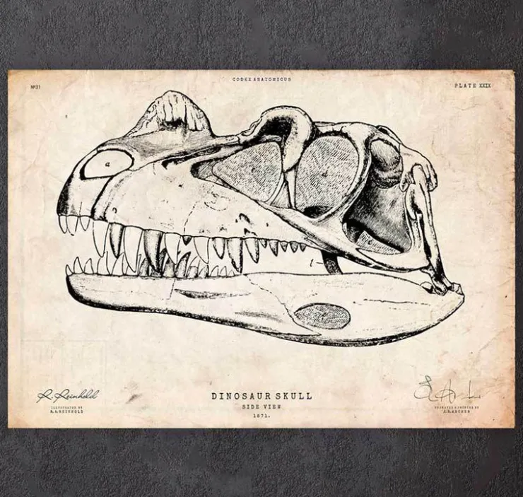 Dinosaurier schädel | Codex Anatomicus Clearance