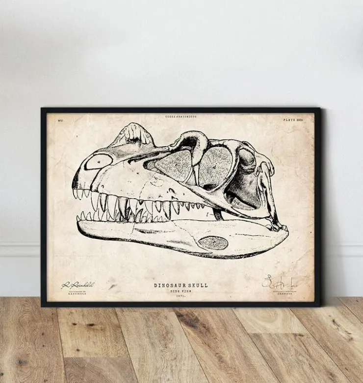 Dinosaurier schädel | Codex Anatomicus Clearance