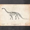 Dinosaurier Skelett - Apatosaurus | Codex Anatomicus Best