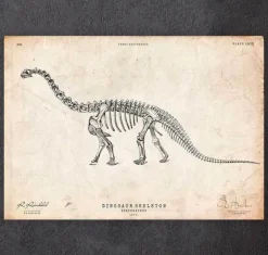 Dinosaurier Skelett - Apatosaurus | Codex Anatomicus Best