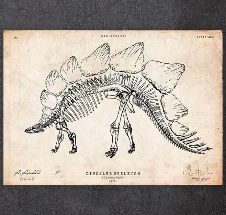 Dinosaurier Skelett - Stegosaurus | Codex Anatomicus Clearance