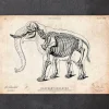 Elefanten Anatomie | Codex Anatomicus Fashion