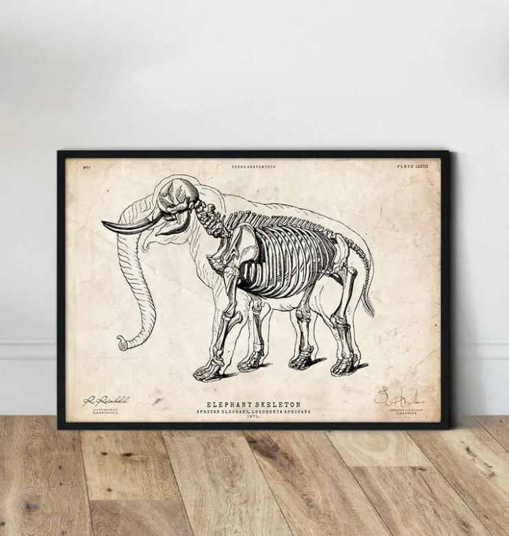 Elefanten Anatomie | Codex Anatomicus Fashion