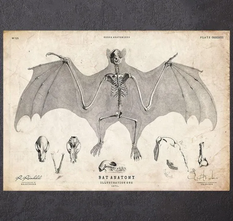 Fledermausanatomie | Codex Anatomicus Sale