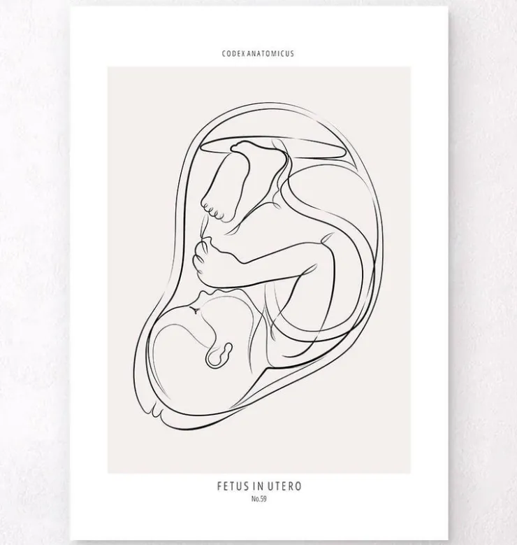 Fötus - Line-Art | Codex Anatomicus Best