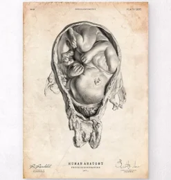 Fötus im Mutterleib | Codex Anatomicus Outlet