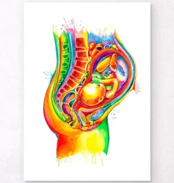 Fötus in der Uterusanatomie - Aquarell | Codex Anatomicus Fashion