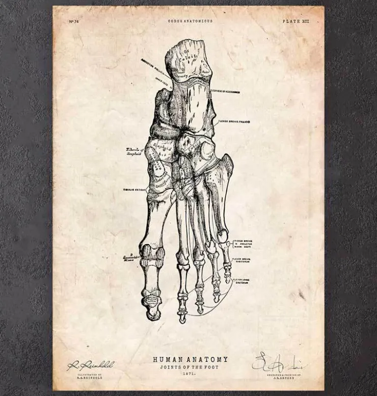 Fuß Anatomie | Codex Anatomicus Outlet