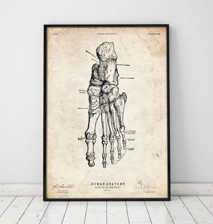 Fuß Anatomie | Codex Anatomicus Outlet
