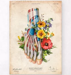 Fuß Anatomie - Floral - Vintage | Codex Anatomicus Best