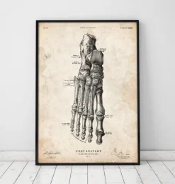 Fuß Anatomie Kunstdruck II | Codex Anatomicus Discount