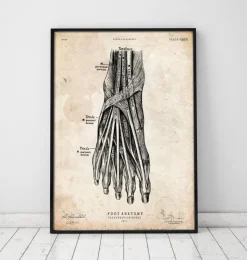 Fuß Anatomie Kunstdruck III | Codex Anatomicus Discount