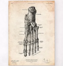 Fuß Anatomie Kunstdruck IV | Codex Anatomicus Sale