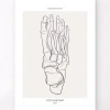 Fußskelett - Line-Art | Codex Anatomicus Clearance