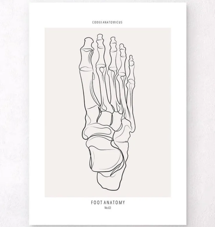 Fußskelett - Line-Art | Codex Anatomicus Clearance