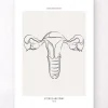 Gebärmutter Anatomie - Line-Art | Codex Anatomicus Best