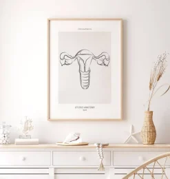 Gebärmutter Anatomie - Line-Art | Codex Anatomicus Best