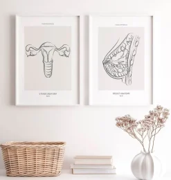 Gebärmutter Anatomie - Line-Art | Codex Anatomicus Best