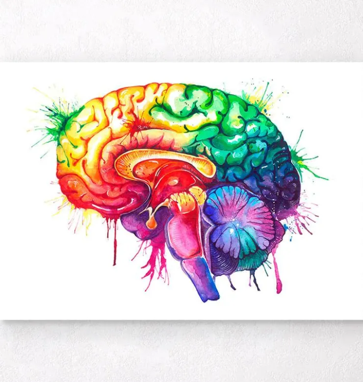 Gehirn Anatomie - Aquarell | Codex Anatomicus Hot