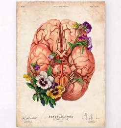 Gehirn Anatomie - Blumen - Altes Papier | Codex Anatomicus Online