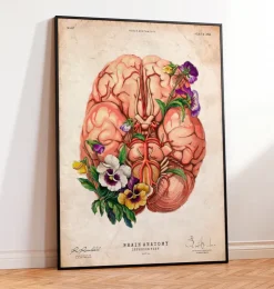 Gehirn Anatomie - Blumen - Altes Papier | Codex Anatomicus Online