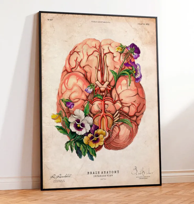 Gehirn Anatomie - Blumen - Altes Papier | Codex Anatomicus Online