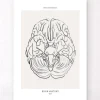 Gehirn Anatomie - Line-Art | Codex Anatomicus Clearance