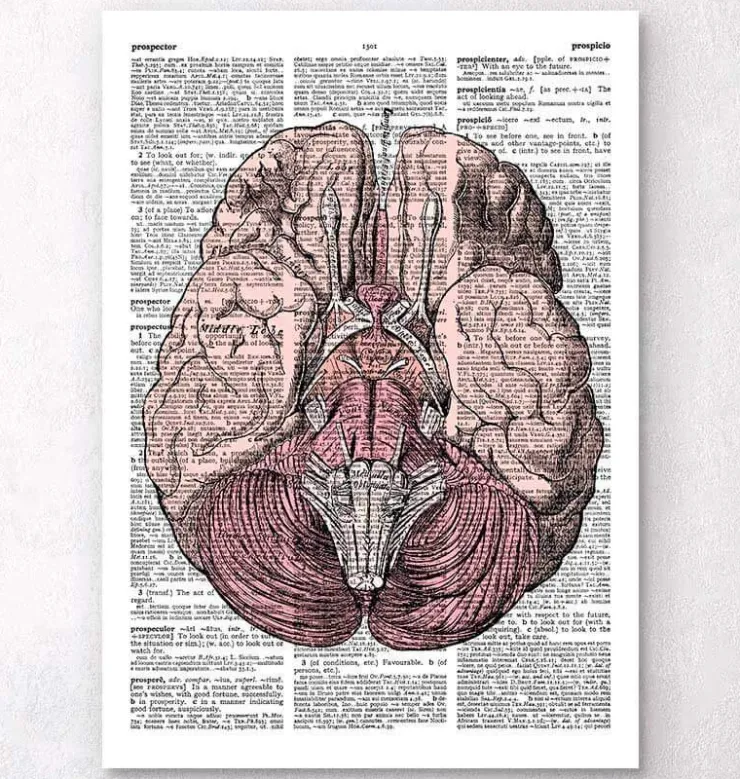 Gehirn Anatomie - Wörterbuch | Codex Anatomicus Discount