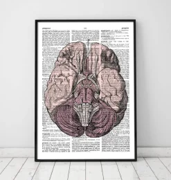 Gehirn Anatomie - Wörterbuch | Codex Anatomicus Discount