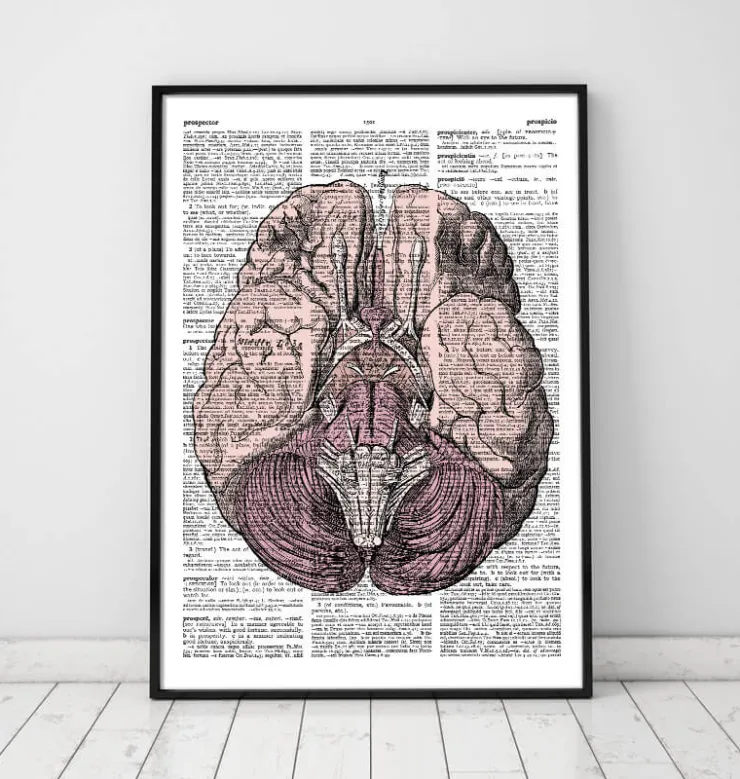 Gehirn Anatomie - Wörterbuch | Codex Anatomicus Discount