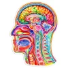 Gehirn Anatomie Aufkleber III - Aquarell | Codex Anatomicus Outlet