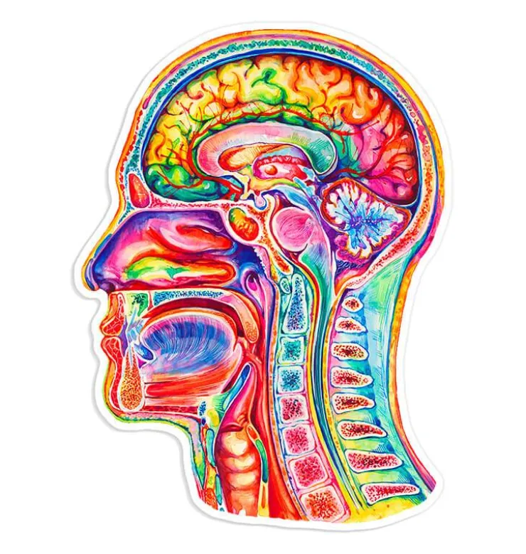Gehirn Anatomie Aufkleber III - Aquarell | Codex Anatomicus Outlet