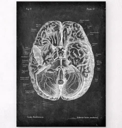 Gehirn Anatomie I - Chalkboard | Codex Anatomicus Discount