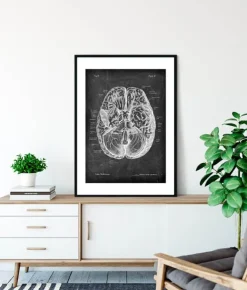 Gehirn Anatomie I - Chalkboard | Codex Anatomicus Discount
