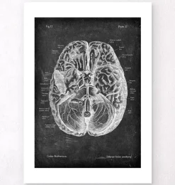 Gehirn Anatomie I - Chalkboard | Codex Anatomicus Discount